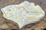 Fossil Ginkgo Leaf From North Dakota - Paleocene #58989-1